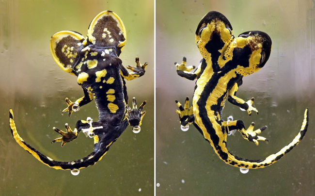 Double takes: 9 curious images of two-headed animals | The Week