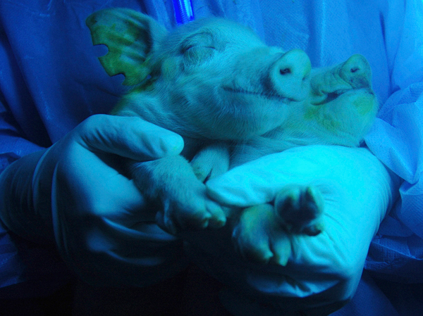 7 genetically modified animals that glow in the dark | The Week