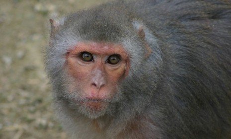 Rhesus monkeys were used in an experiment that could help quadriplegics feel with their brain.