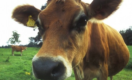 Do cows fed wine make tastier beef?