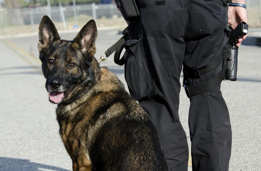 Drug smuggler sues U.S. after being mauled by Border Patrol dog