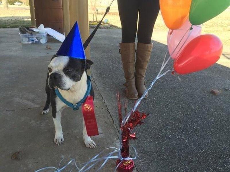 Family gives homeless, dying dog the best days of his life