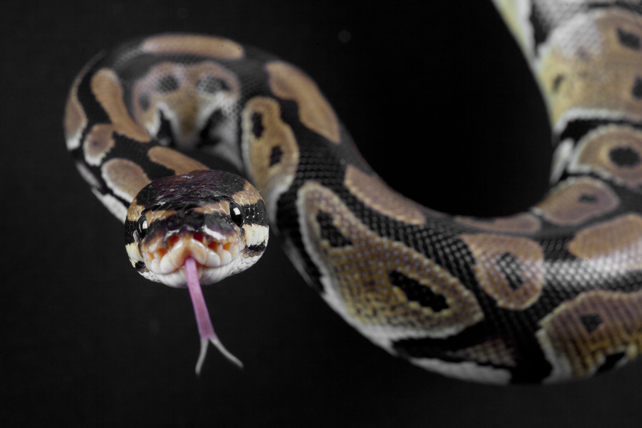 Python snake.