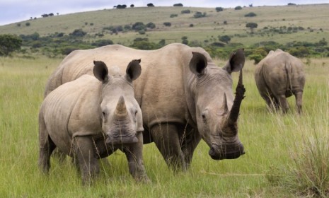 &quot;We are almost losing a rhino a day,&quot; says an anti-poaching activist: Rhinos are reportedly being tapped international crime syndicates for their horns.