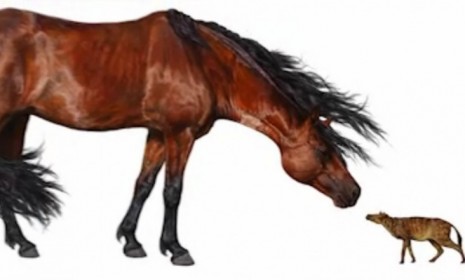 The horse&#039;s ancient ancestor, the Sifrhippus (right)