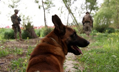 Pablo, a military working dog pictured with his handlers in Afghanistan