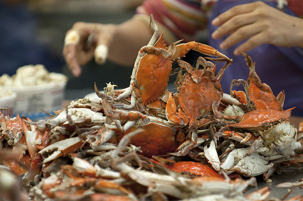 A woman picks crab meat.