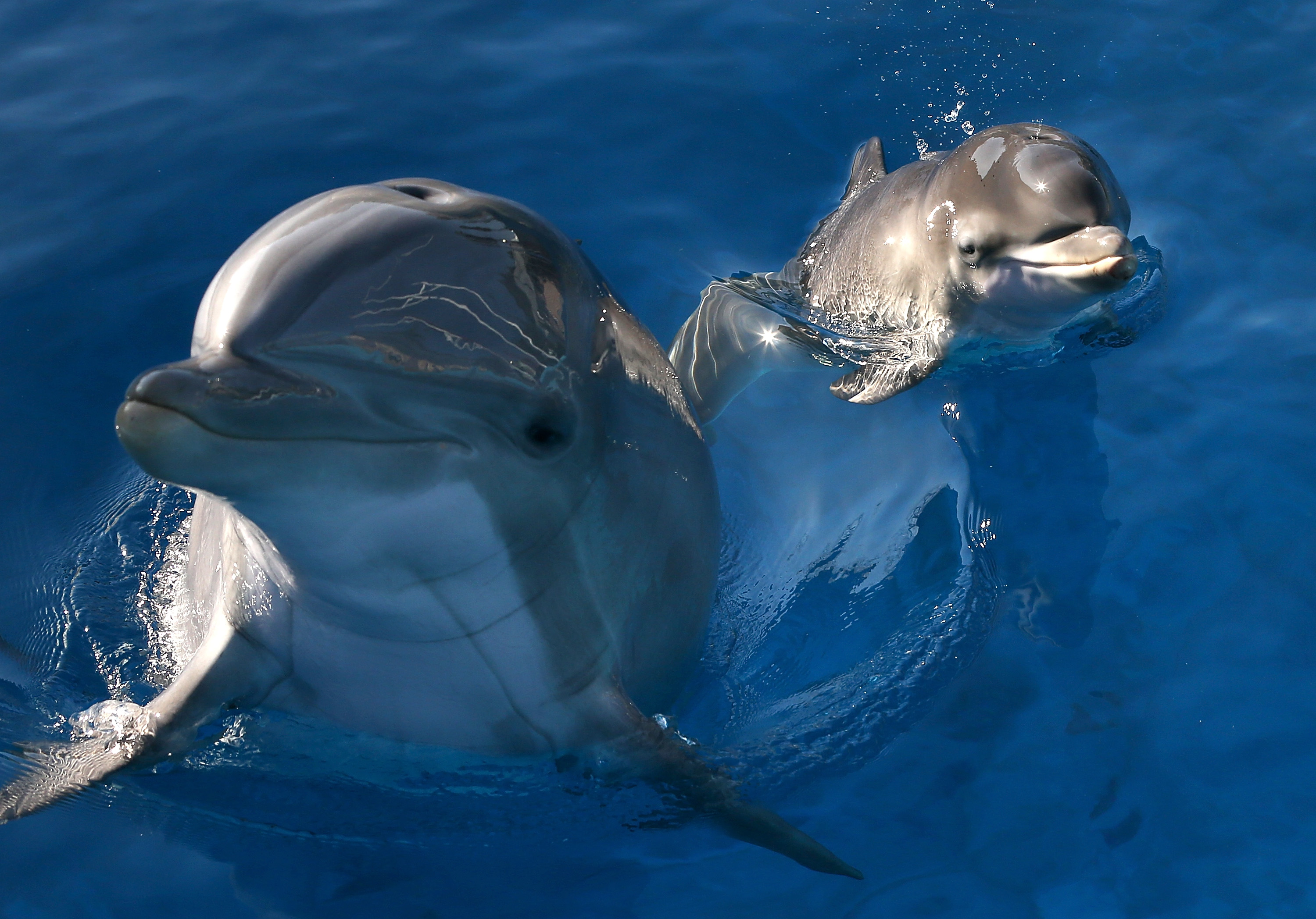 Dolphins.
