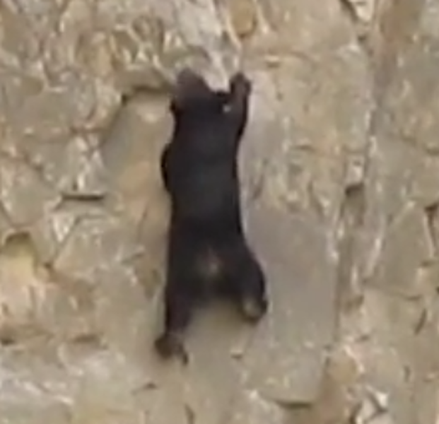The epic drama of the rock-climbing baby bear