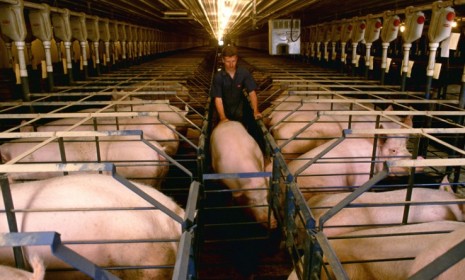 A pig is herded through a confinement facility: McDonald&#039;s announced it will do away with gestation pens, which keep pregnant pigs confined from one another.