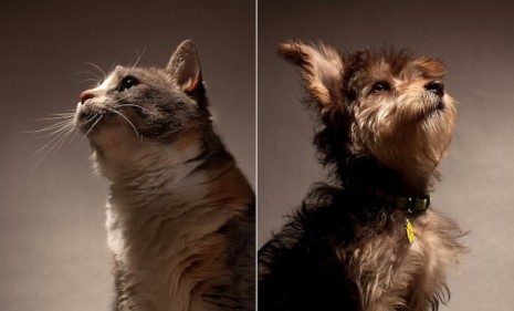 Being friendly may finally be paying off for dogs in the pet war that is dogs vs. cats.