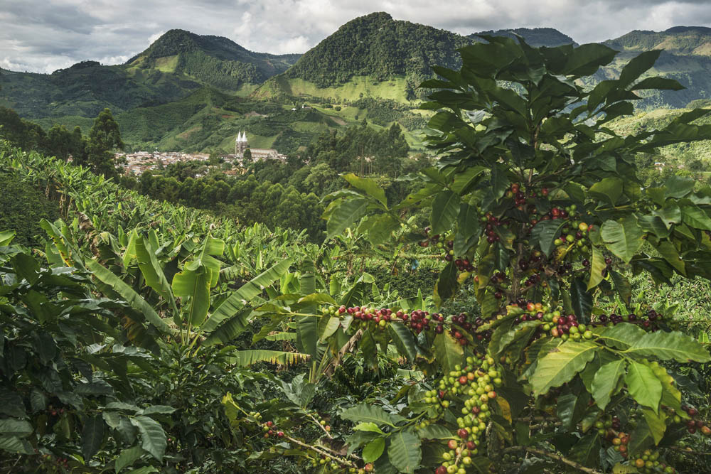 Coffee grows on the hillsides surrounding Jardín.