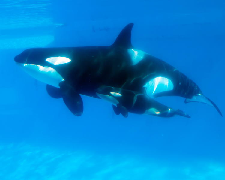 Following controversy, SeaWorld San Diego will expand its orca environment