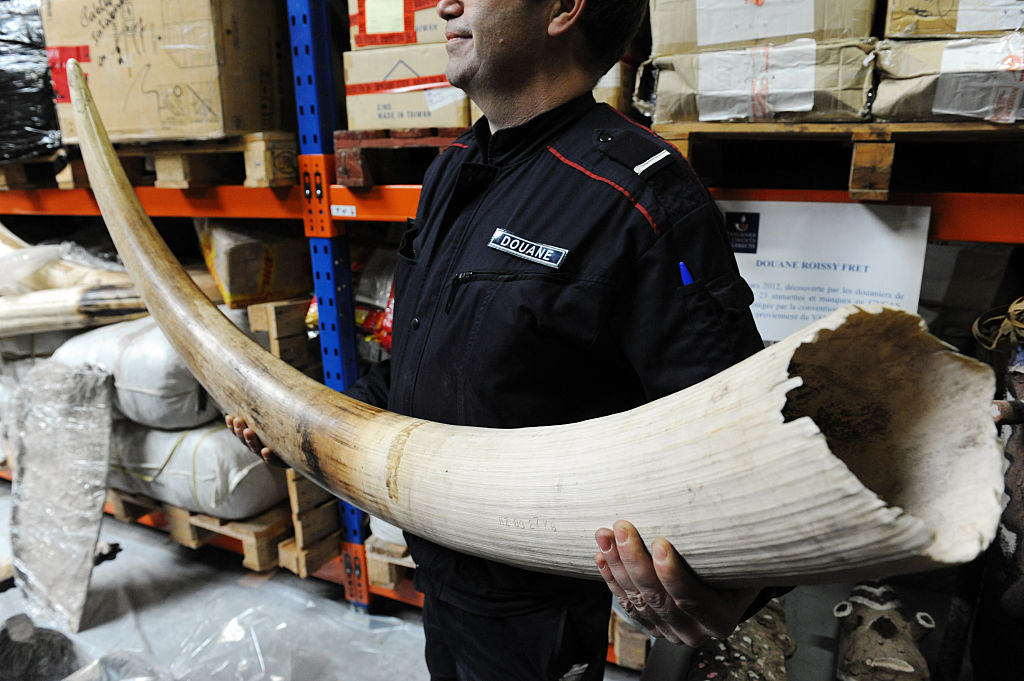 An elephant tusk.