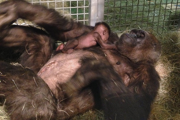 Look at a mother gorilla hug her baby for the first time