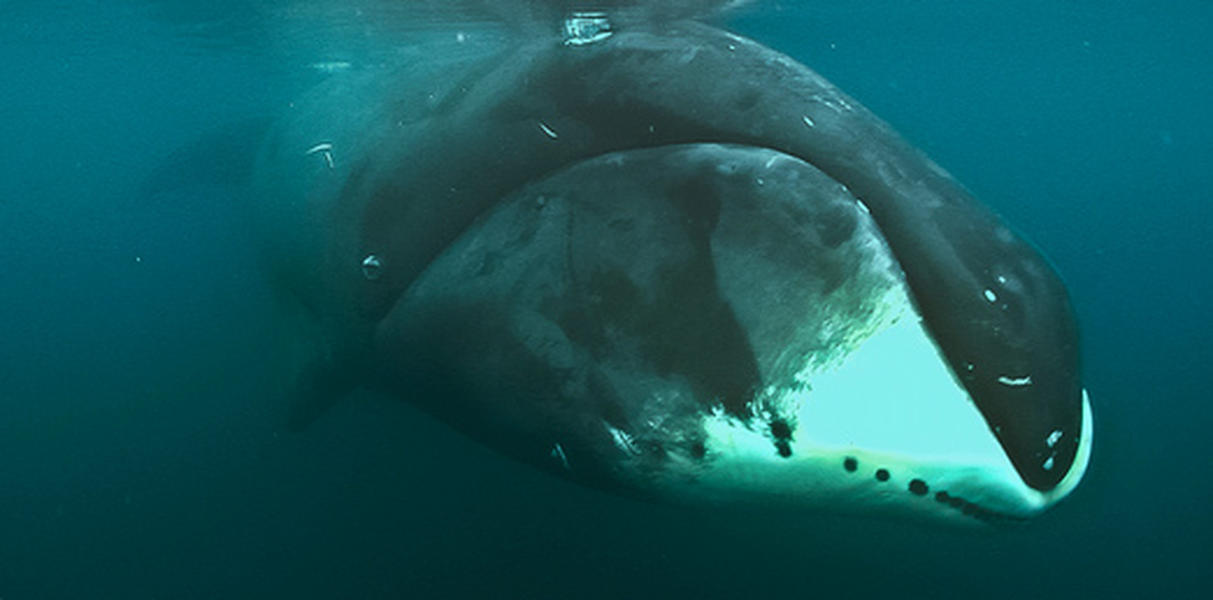 Oldest living whale&#039;s genome could unlock the secret to living longer
