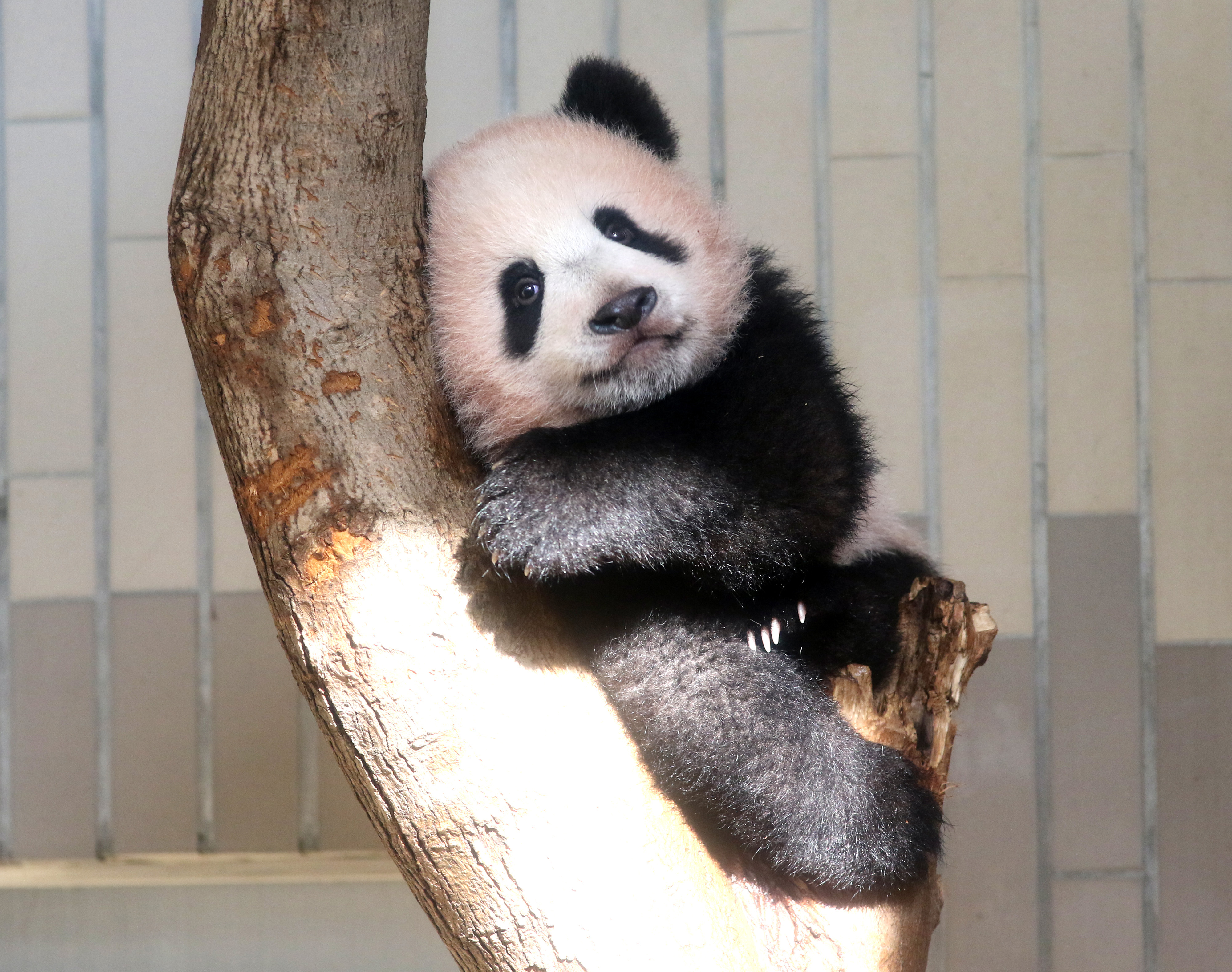 Xiang Xiang, the baby panda. 
