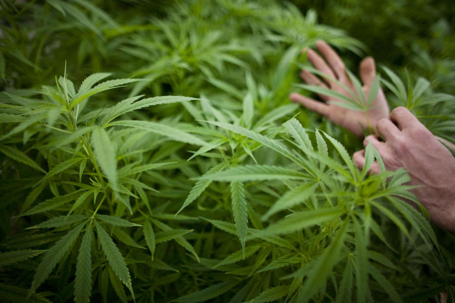 Jamaica moves to decriminalize small amounts of marijuana