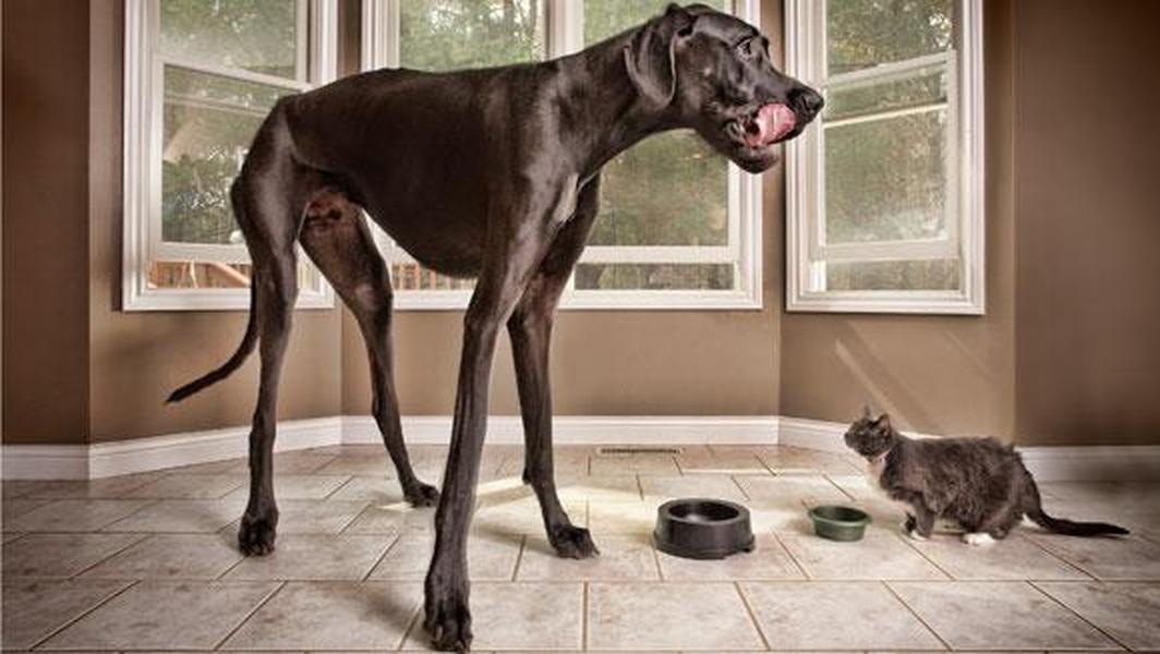 The world&#039;s tallest dog has died
