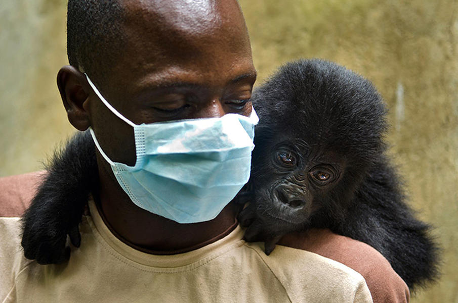 Leonardo DiCaprio, Netflix team up on endangered gorilla documentary