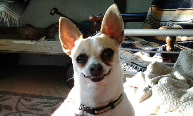 Smiling dog