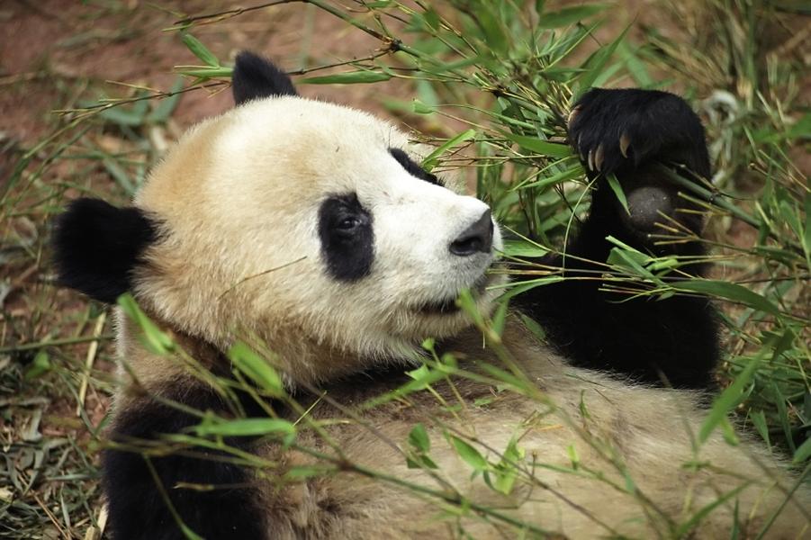 Giant panda reportedly faked her pregnancy to get &#039;extra treats&#039;