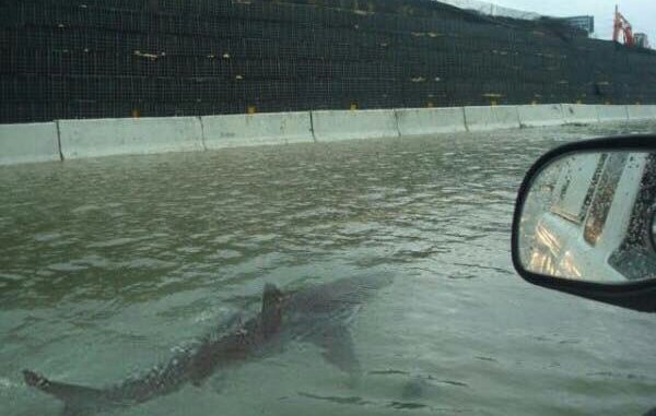 A fake photo of a shark swimming on a freeway.