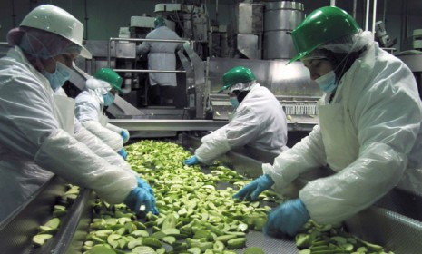 Workers sort through apples at Crunch Park: The company has asked the U.S. to approve its genetically modified apples, which don&#039;t brown when sliced.