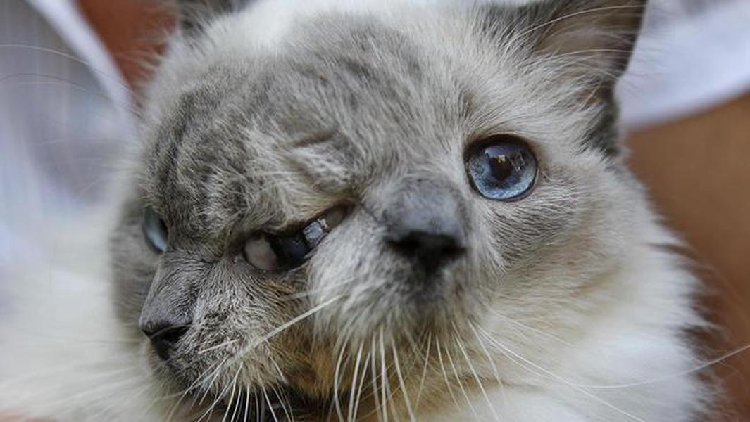 Famous two-faced cat Frank and Louie dies at 15