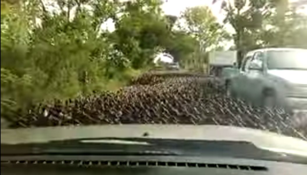 A duck stampede is a terrifying event to behold