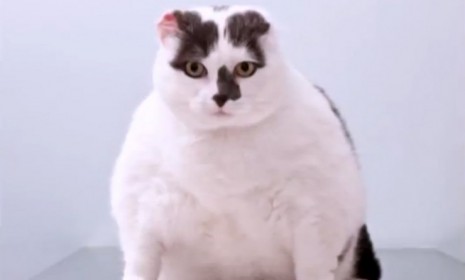 Meet Pet Fit Club contestant Fifi: A wily 21-pound cat who packs on the extra pounds with the help of an unknowing elderly neighbor who feeds her treats.