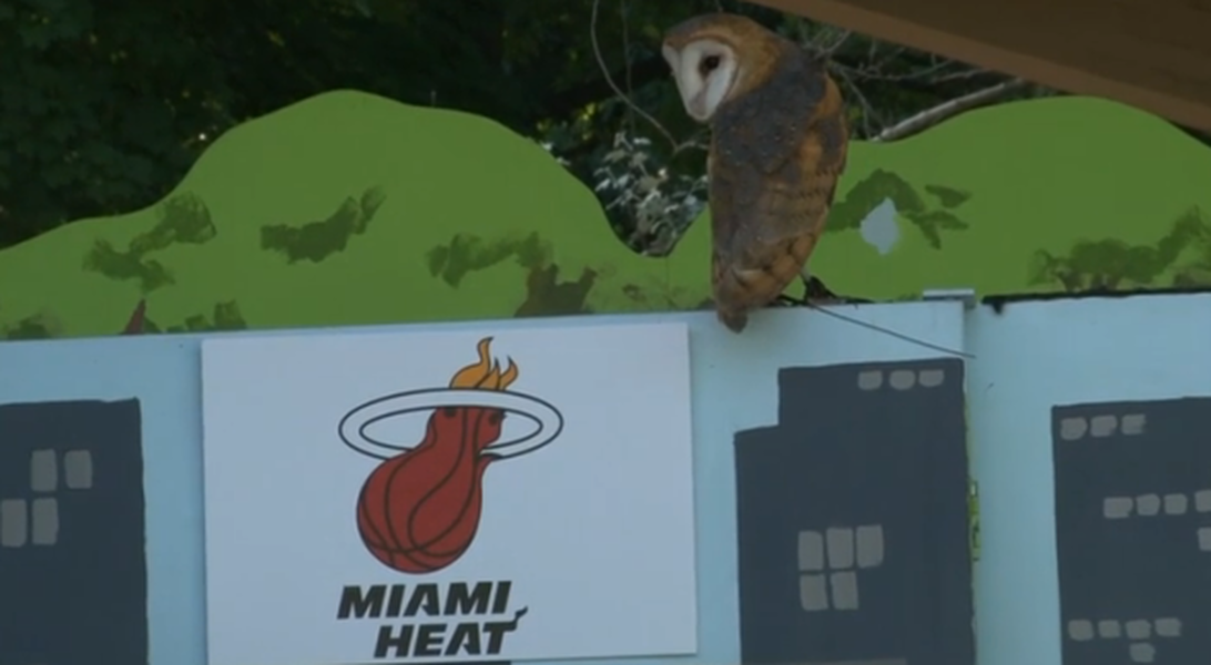 Cleveland zoo lets owl predict LeBron James&#039; destination. Owl promptly picks Miami.