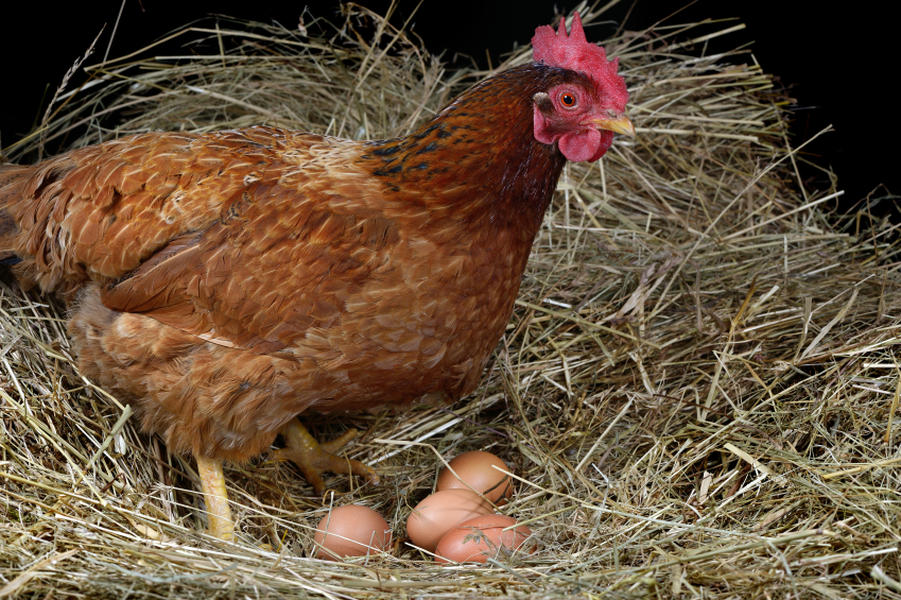 Democratic Senate candidate in hot water for threatening a lawsuit over chickens