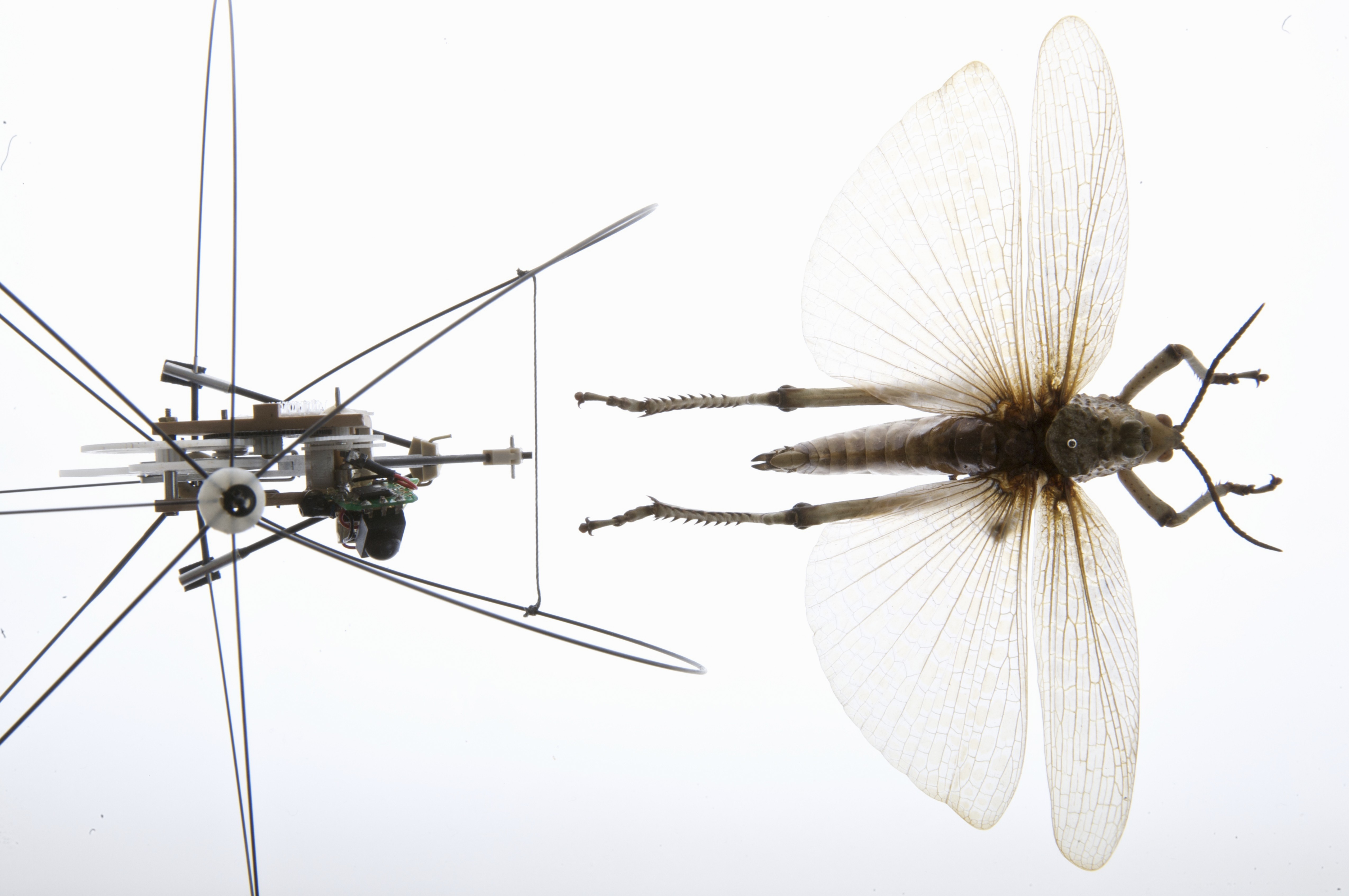 Biomimetics can help us learn from animals. 