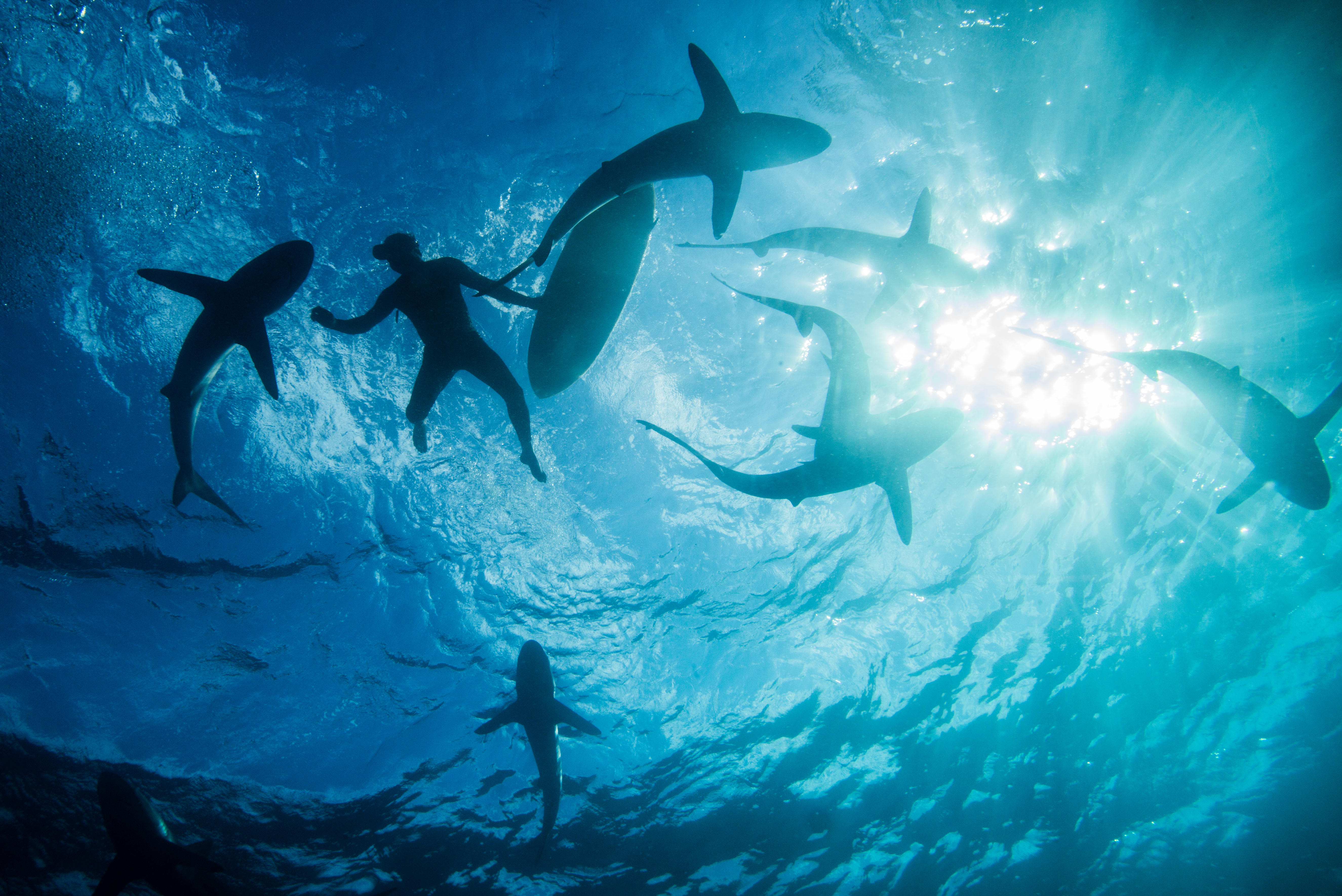Swimming with sharks.