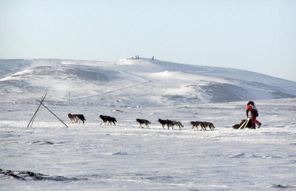 Iditarod mushers in 2018 ran almost 1,000 miles through the Alaskan wilderness.