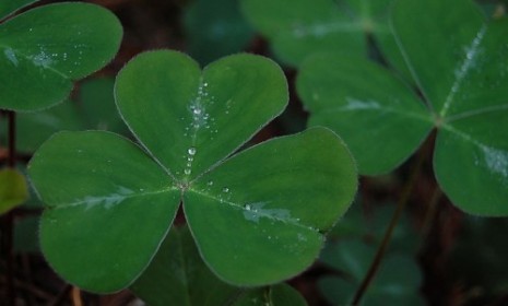 Will Ireland&#039;s traditional shamrock soon be nothing but a fantasy?