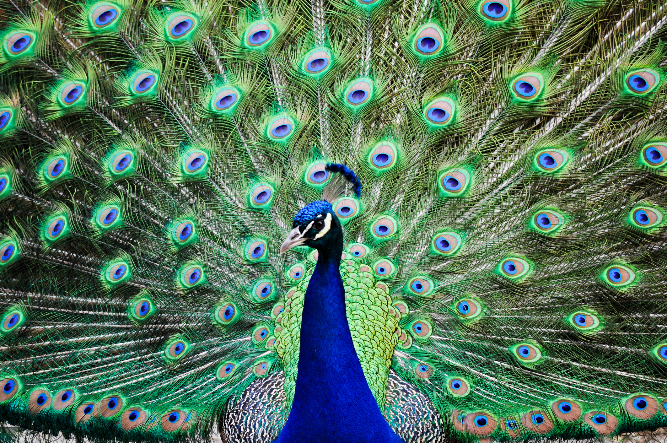 A very supportive peacock. 