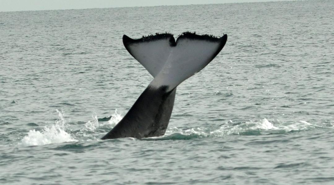 Potentially explosive whale carcass threatens Canada