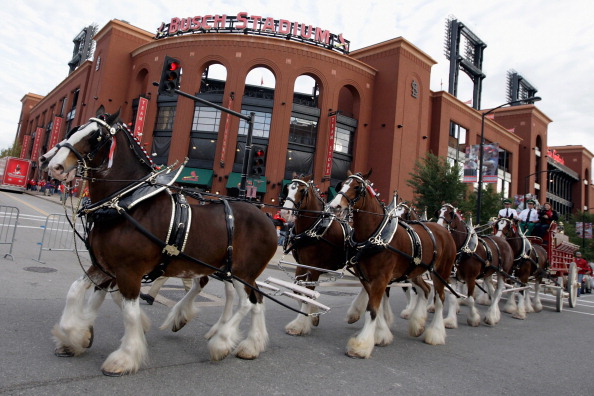 Budweiser Clydesdales.