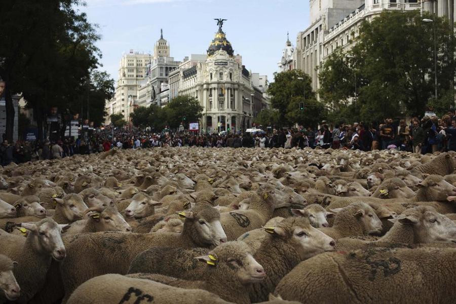 Thousands of sheep take over the streets of Madrid