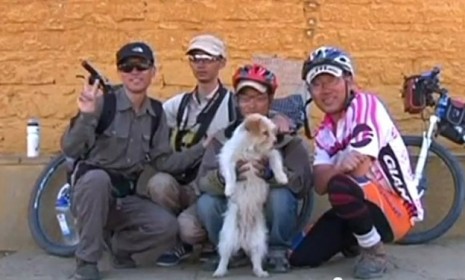 Stray dog who ran with cyclists
