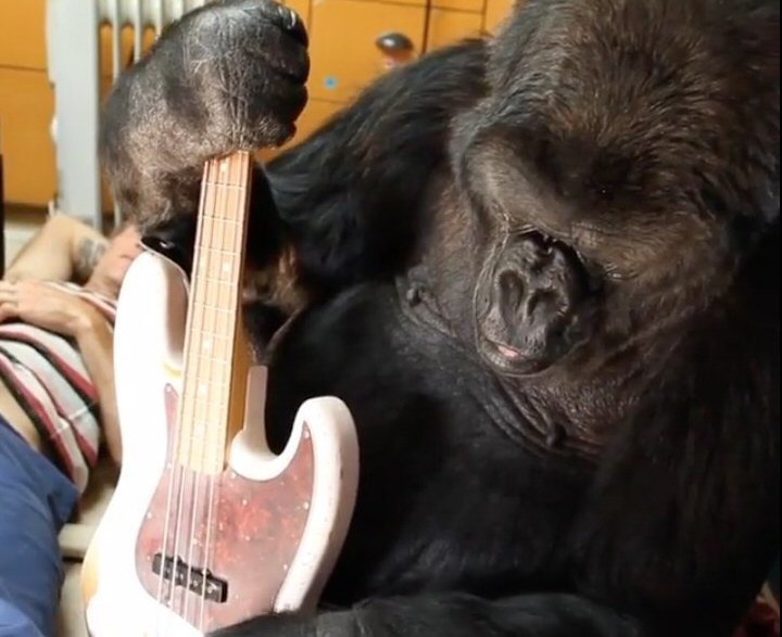 Koko the gorilla.