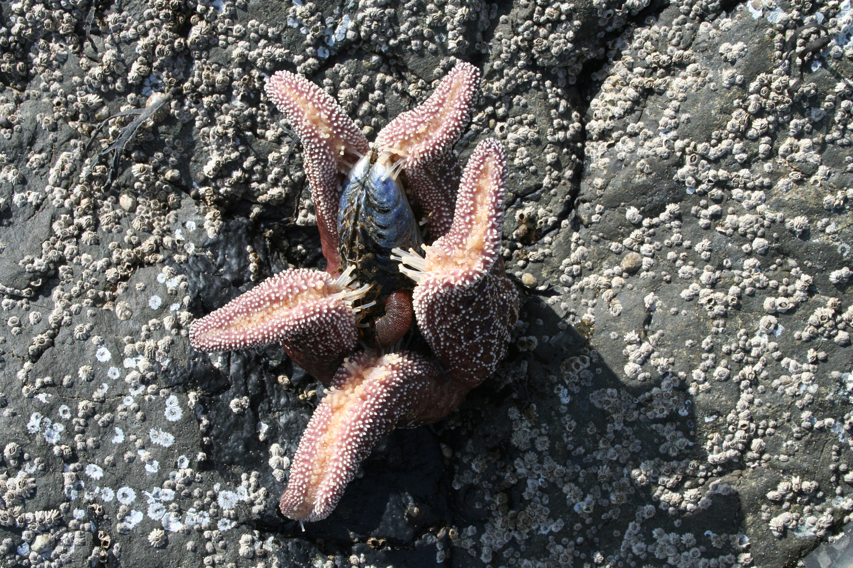 A starfish enjoying a meal.