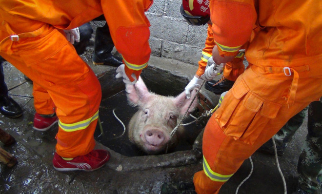 Saving a pig