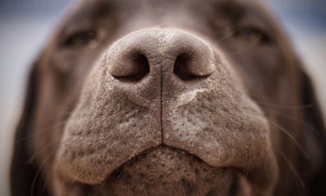 A drug-sniffing chocolate lab detected marijuana outside a private home and its residents argue their right to privacy was violated.
