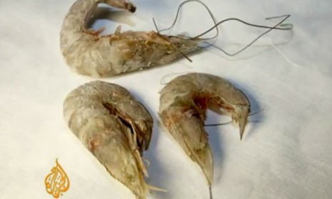 Eyeless shrimp