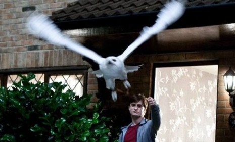 Author J.K. Rowling gave her hero, Harry Potter, a Snowy Owl because she considers it &quot;the most beautiful&quot; of all owls.