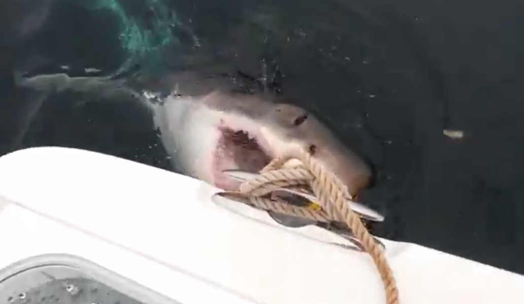 Terrifying video shows great white shark attacking New Jersey fishing boat