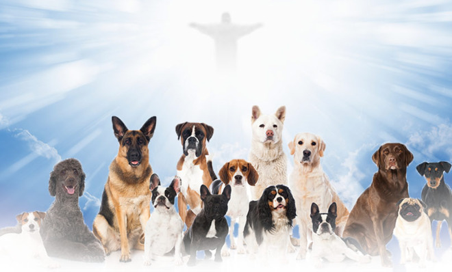 All dogs do not go to heaven.